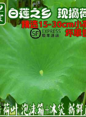 高端酒店料理用新鲜精品大小荷叶