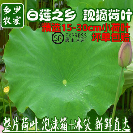 现摘新鲜荷叶整张小荷叶装盘餐饮料理装饰莲叶荷叶饭荷叶鸡鲜莲叶