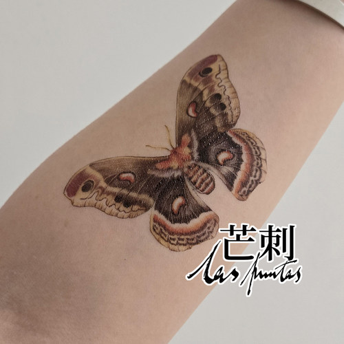 芒刺原创文身贴|刻克罗普斯蚕蛾|手绘彩色防水纹身贴|文艺 高级感