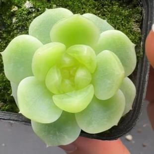 多肉 纸鸢甜心 李铁锤24年新款甜心S02纸鸢 定向繁殖 一物一拍