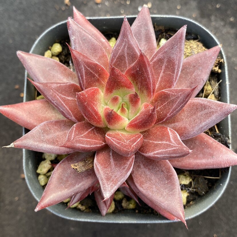 红灵魂多肉 一物一拍 新品灵魂杂交带暗纹多肉植物