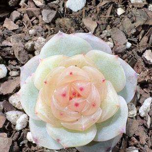 呱唧呱唧多肉 芳草1 定向繁殖 一物一拍