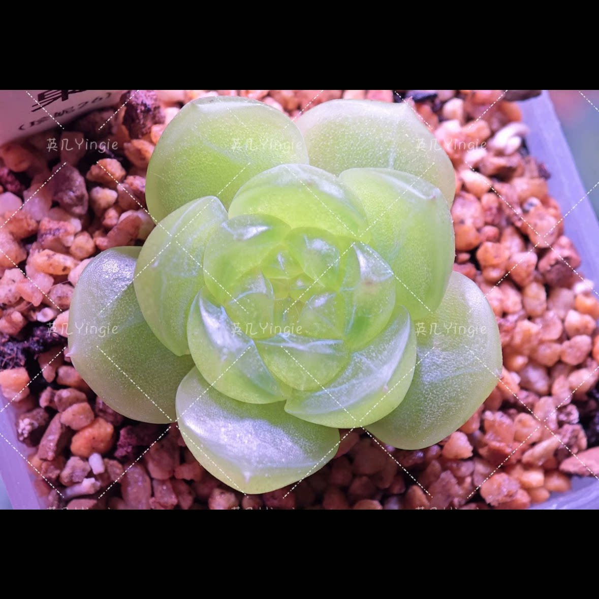 青苹果珍妮 主图英几母本定繁 一物一拍多肉