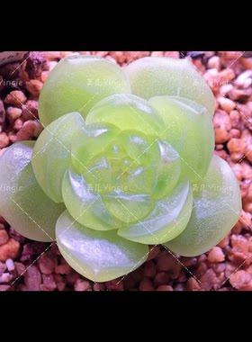 青苹果珍妮主图母本定繁多肉