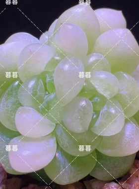 皛皛麦秆 主图暮暮母本定繁 一物一拍多肉