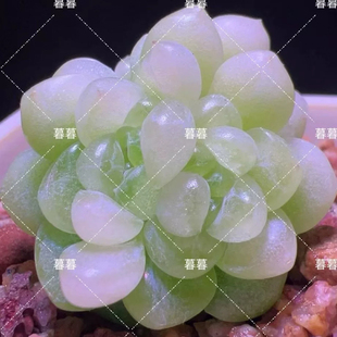 皛皛麦秆 主图暮暮母本定繁 一物一拍多肉