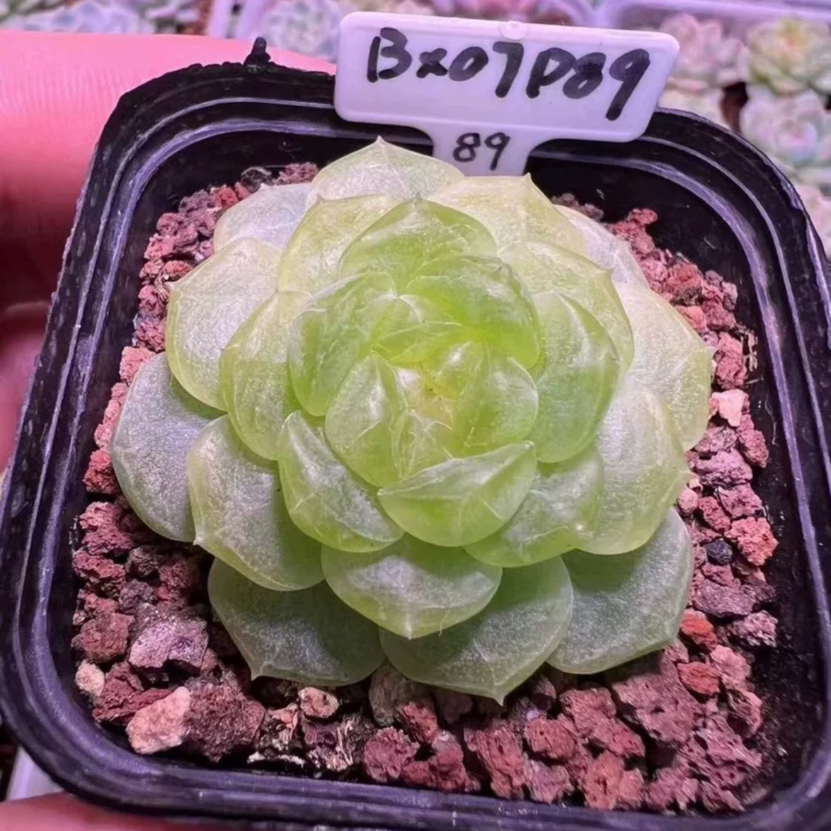李铁锤甜心P89定向繁殖