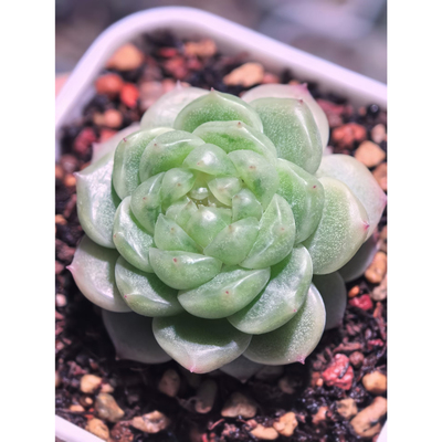 财富1561主图母本定繁多肉