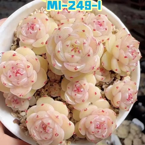 花陌麦秆-m1-249-1定向繁殖多肉