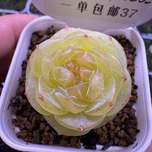 多肉 素素 主图1-2为母本 3-5为夭夭的同品种状态图 呱唧呱唧多肉