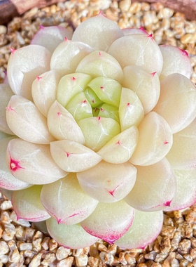 花陌派优选麦秆-荔枝冰 定向繁殖 一物一拍多肉