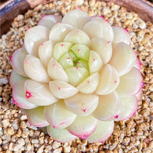 花陌派优选麦秆-荔枝冰 定向繁殖 一物一拍多肉