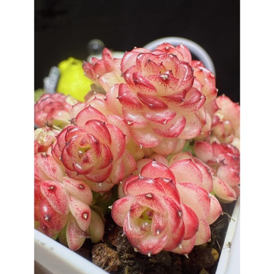 花陌派编号麦秆ht-132定繁多肉