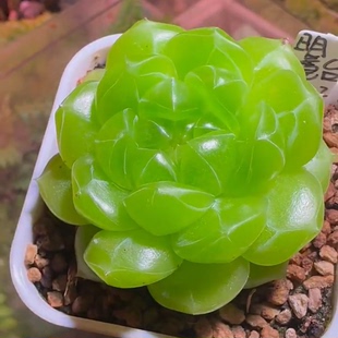 明镜台 主图米格母本定繁 一物一拍多肉