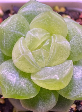 可达鸭K54 定向繁殖 一物一拍 朱小姐花房多肉