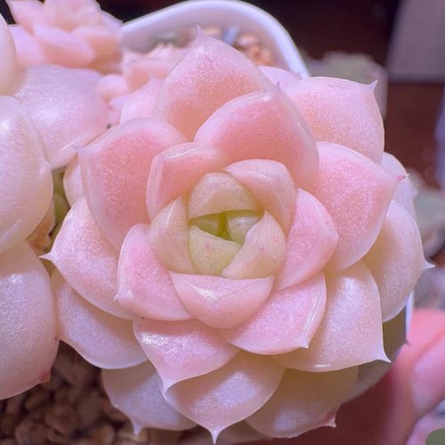 花陌派编号麦秆XPP-248