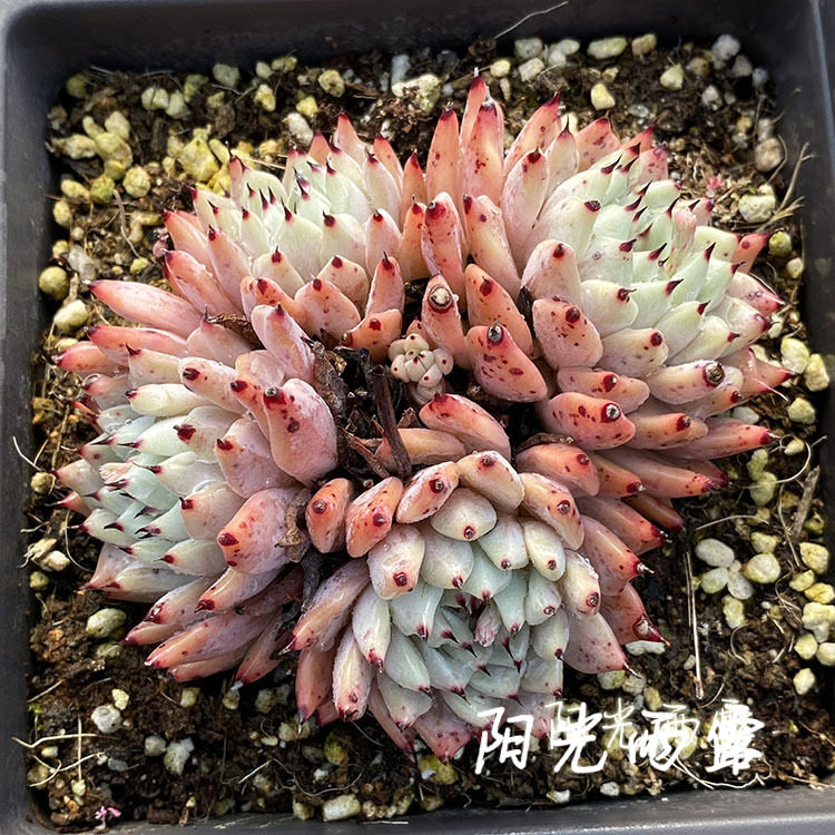 原绿多肉 原始绿爪 一物一拍 绿爪群生多头多肉植物