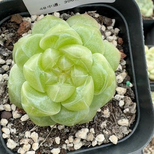 蜗牛大叔新品无2 无二 定向繁殖 一物一拍多肉