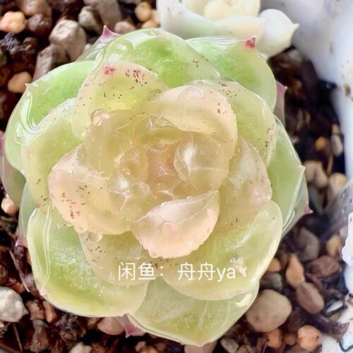 多肉今禾主图舟舟母本定繁