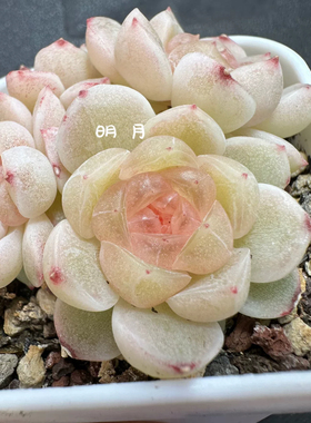 吉祥CF8 蜗牛大叔财富密码多肉 主图明月母本定繁 一物一拍