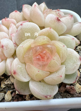 吉祥CF8蜗牛大叔财富密码多肉