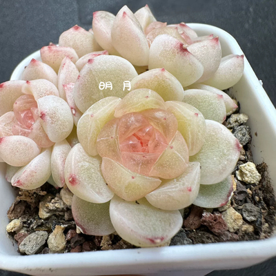 吉祥CF8蜗牛大叔财富密码多肉