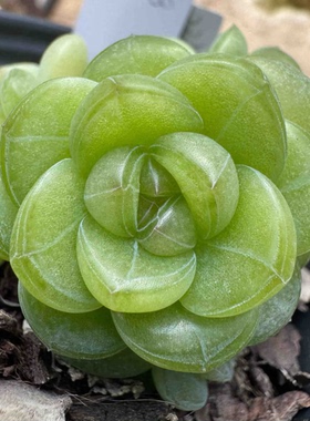 呱唧呱唧多肉6068珍妮 定向繁殖 一物一拍