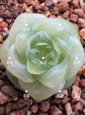 财富密码 甜言 主图暮暮母本定繁 一物一拍多肉