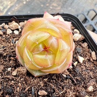 小品位多肉新品-杨玉环 玉玲珑和梦露杂交 定向繁殖 一物一拍