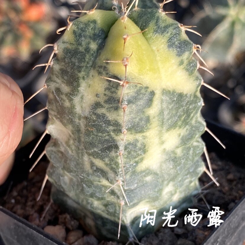 宇宙殿锦 仙人球多肉植物 一物一拍 阳光雨露多肉