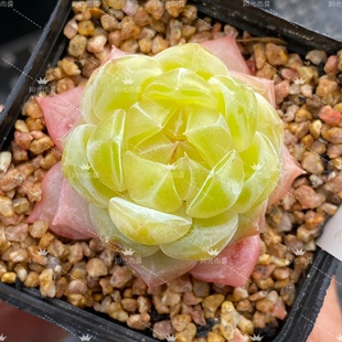 巫拉拉24年新品 月恒C 主图母本定繁 包品种 一物一拍 糖心多肉