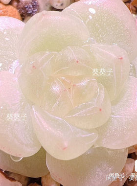 多肉 财富密码 主图KKZ母本定繁 包品种 一物一拍 蜗牛大叔财密