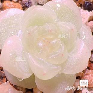 多肉 财富密码 主图KKZ母本定繁 包品种 一物一拍 蜗牛大叔财密