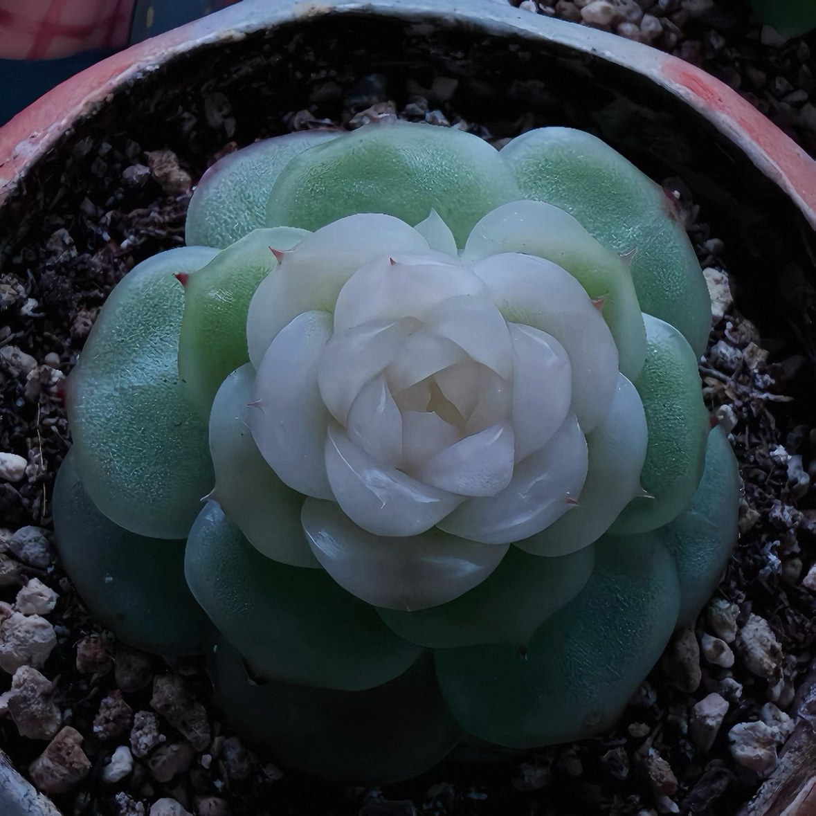银行狗珍妮麦秆-小透明 定向繁殖 一物一拍多肉