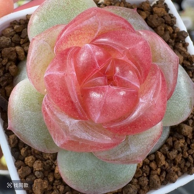 呱唧呱唧0022珍妮多肉