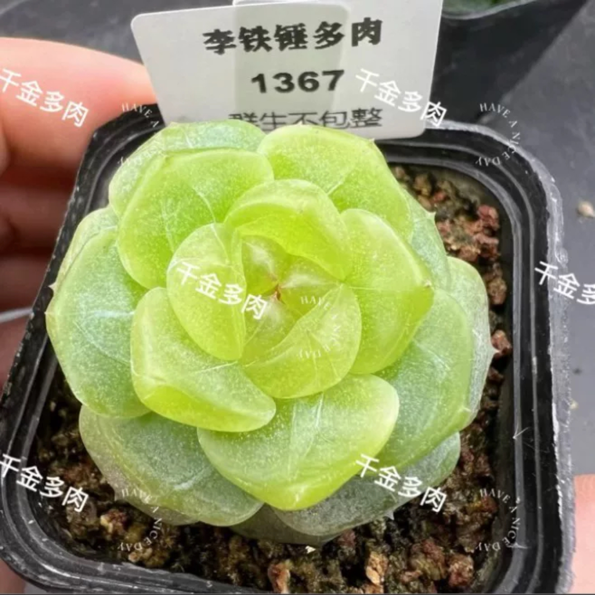 千金t5000拍卖款5026元甜心多肉