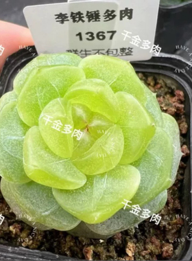 千金t5000拍卖款5026元甜心1367 定繁多肉 一物一拍 李铁锤甜心