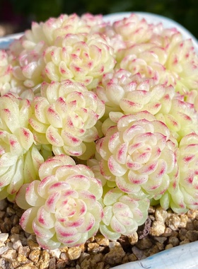 花陌派必入天花板麦秆 ht-40 定向繁殖 一物一拍多肉