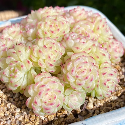 花陌派必入天花板麦秆多肉ht-40