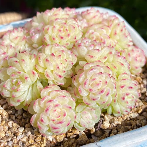 花陌派必入天花板麦秆多肉ht-40