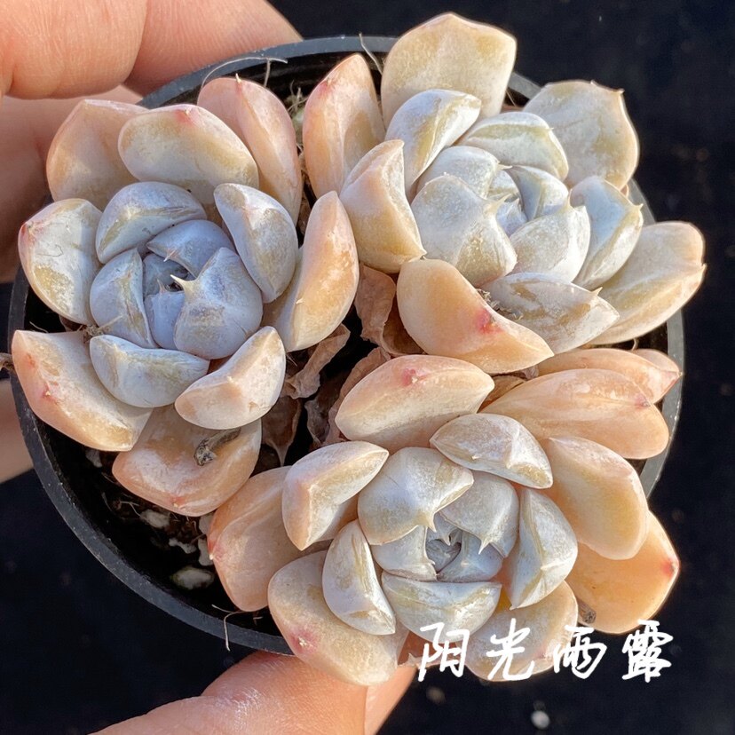 奶油雪兔多肉 一物一拍 奶油玫瑰 精品控养多肉植物 阳光雨露多肉