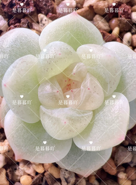 财富密码 蜜语 主图暮暮母本定繁 一物一拍蜗牛大叔多肉