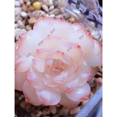 阿祈的HJX主图母本定繁多肉