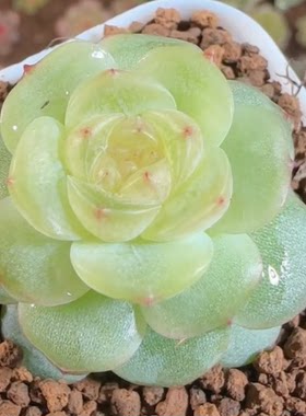 花陌新品BL-601定向繁殖多肉