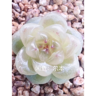 铁蛋 珍妮 主图尔本母本定繁 一物一拍多肉