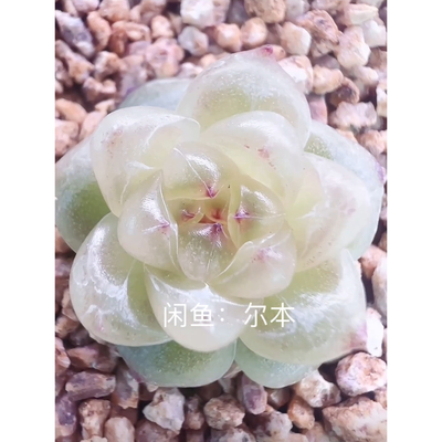 铁蛋珍妮主图尔本母本定繁