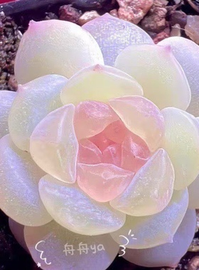 多肉 容止 如舟母本定繁 一物一拍