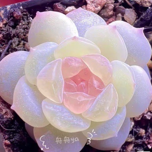 多肉 容止 如舟母本定繁 一物一拍