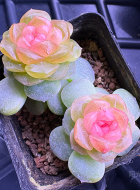 火烈鸟甜心 李铁锤25年新品甜心 主图母本定繁 一物一拍多肉