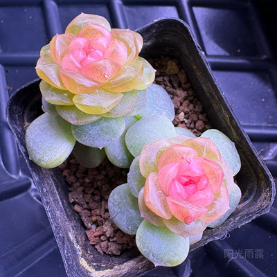 火烈鸟甜心李铁锤25年新品甜心